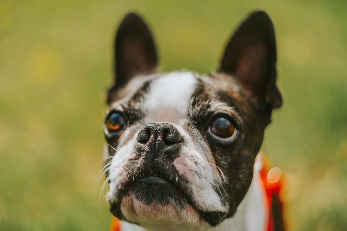Close up of a dog