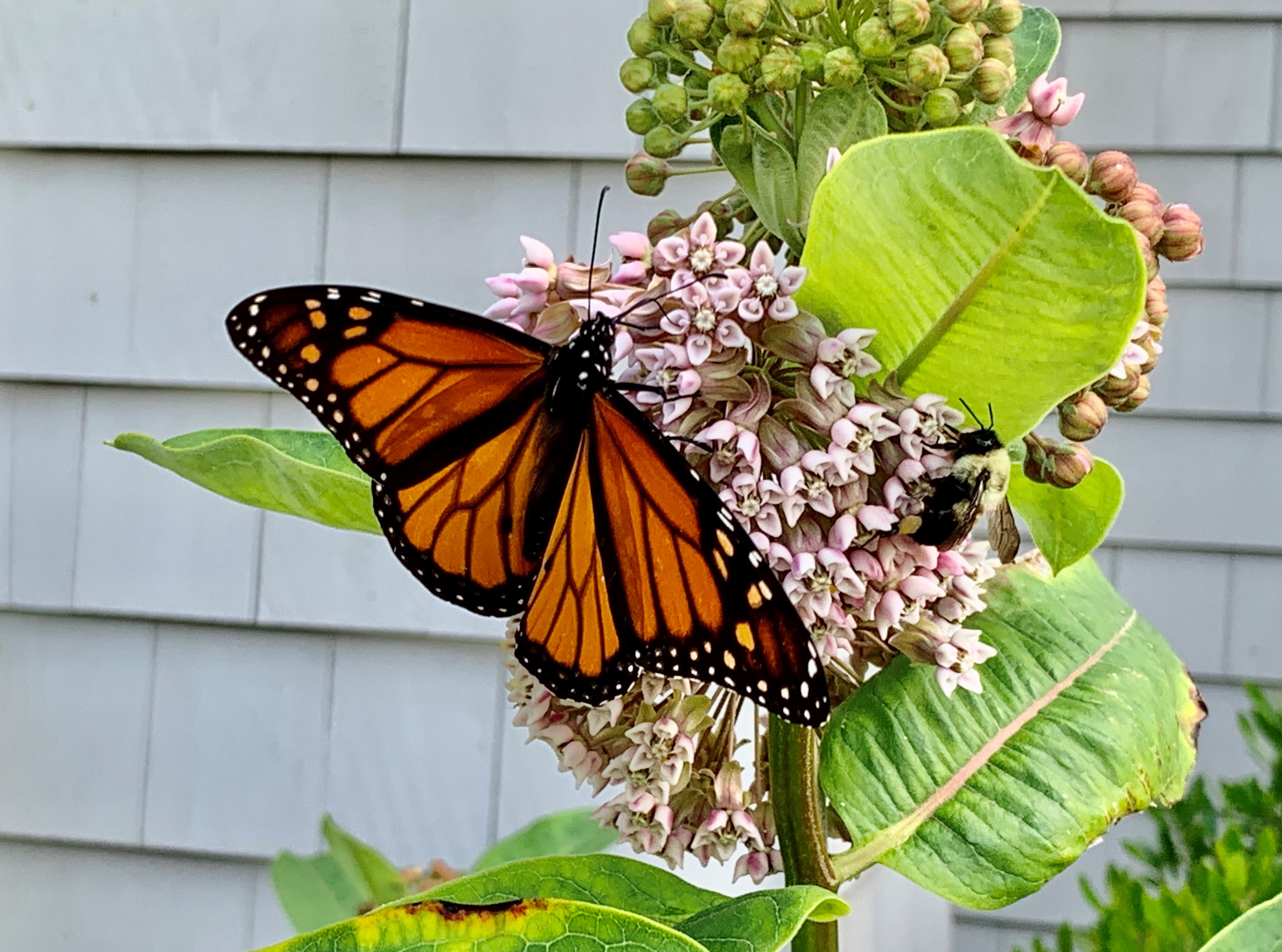 Inn By The Sea Butterfly Garden