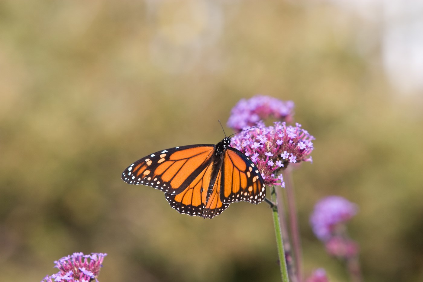 Inn By The Sea Garden Maine
