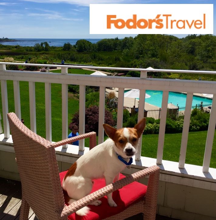 Hotels Connecting Guests And Rescue Animals