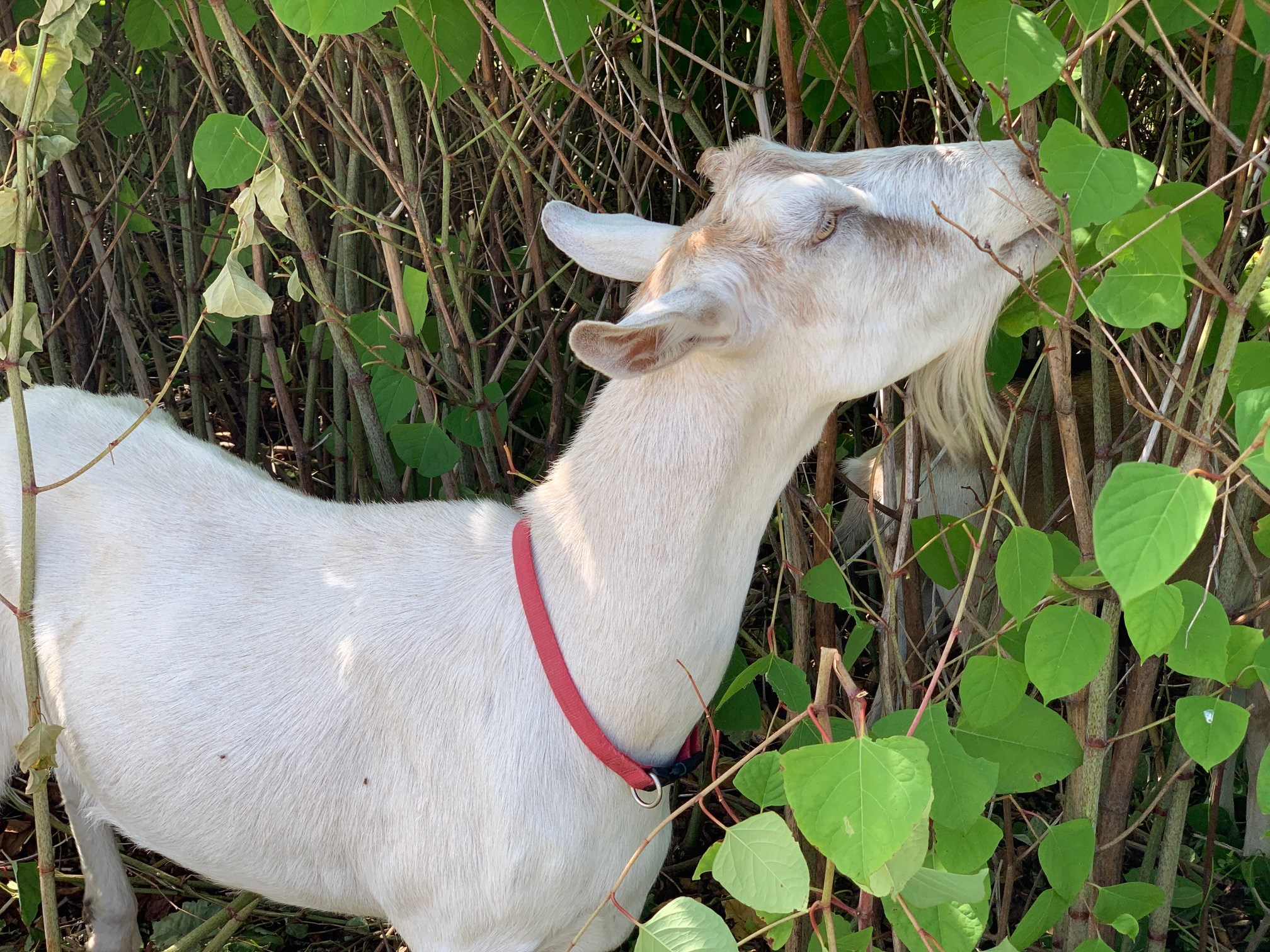 Goats Eating Knotweed At Inn By The Sea