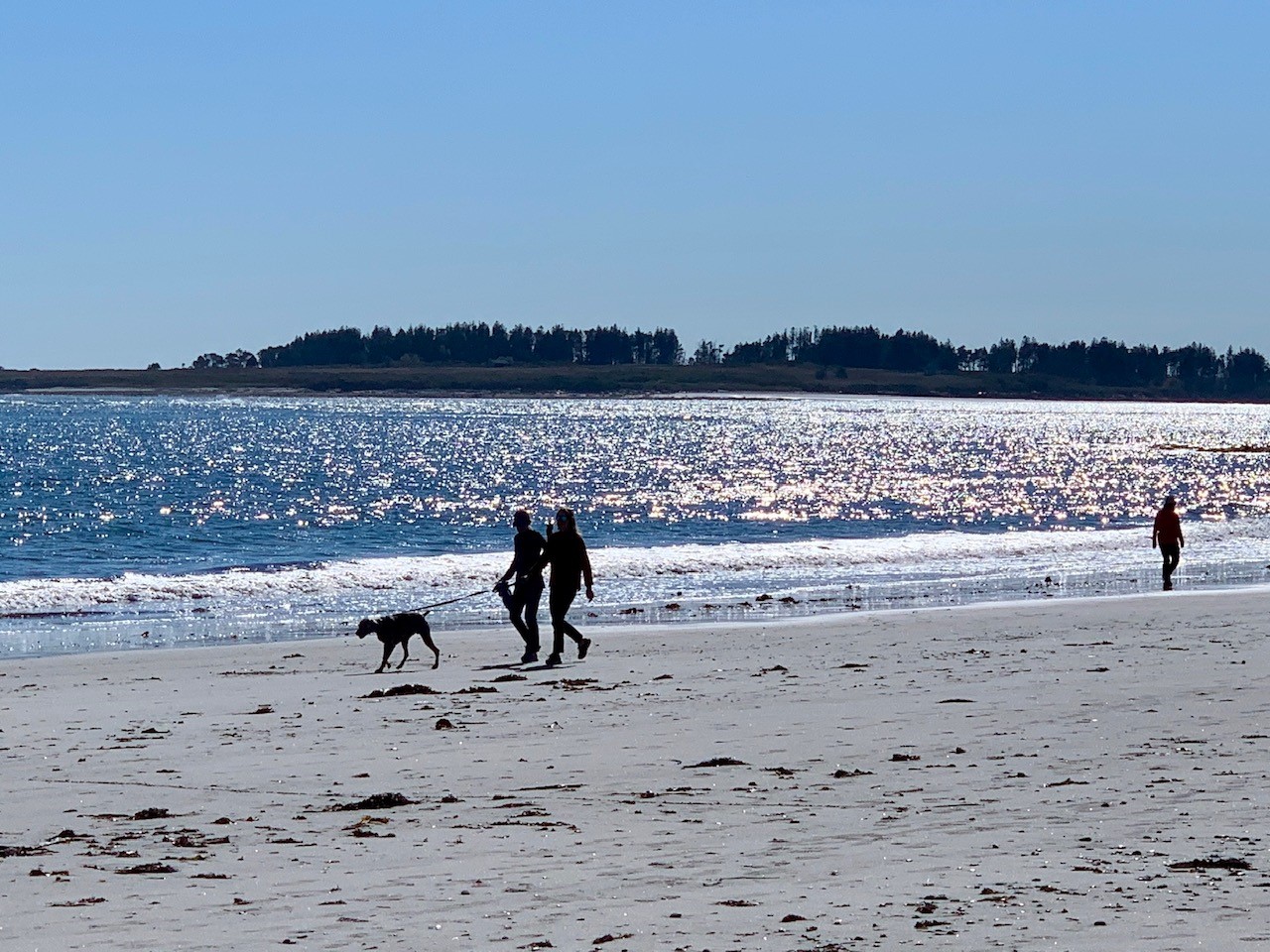 2020 Beach Today With Dog Walkers
