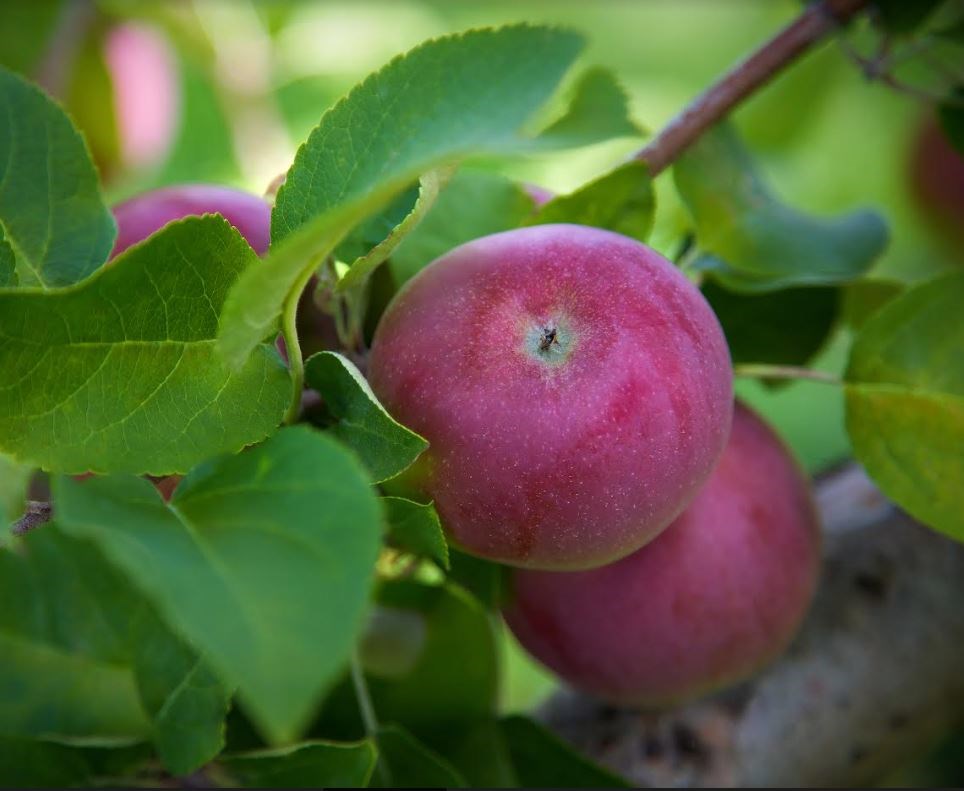 Apples On Tree Inn By The Sea