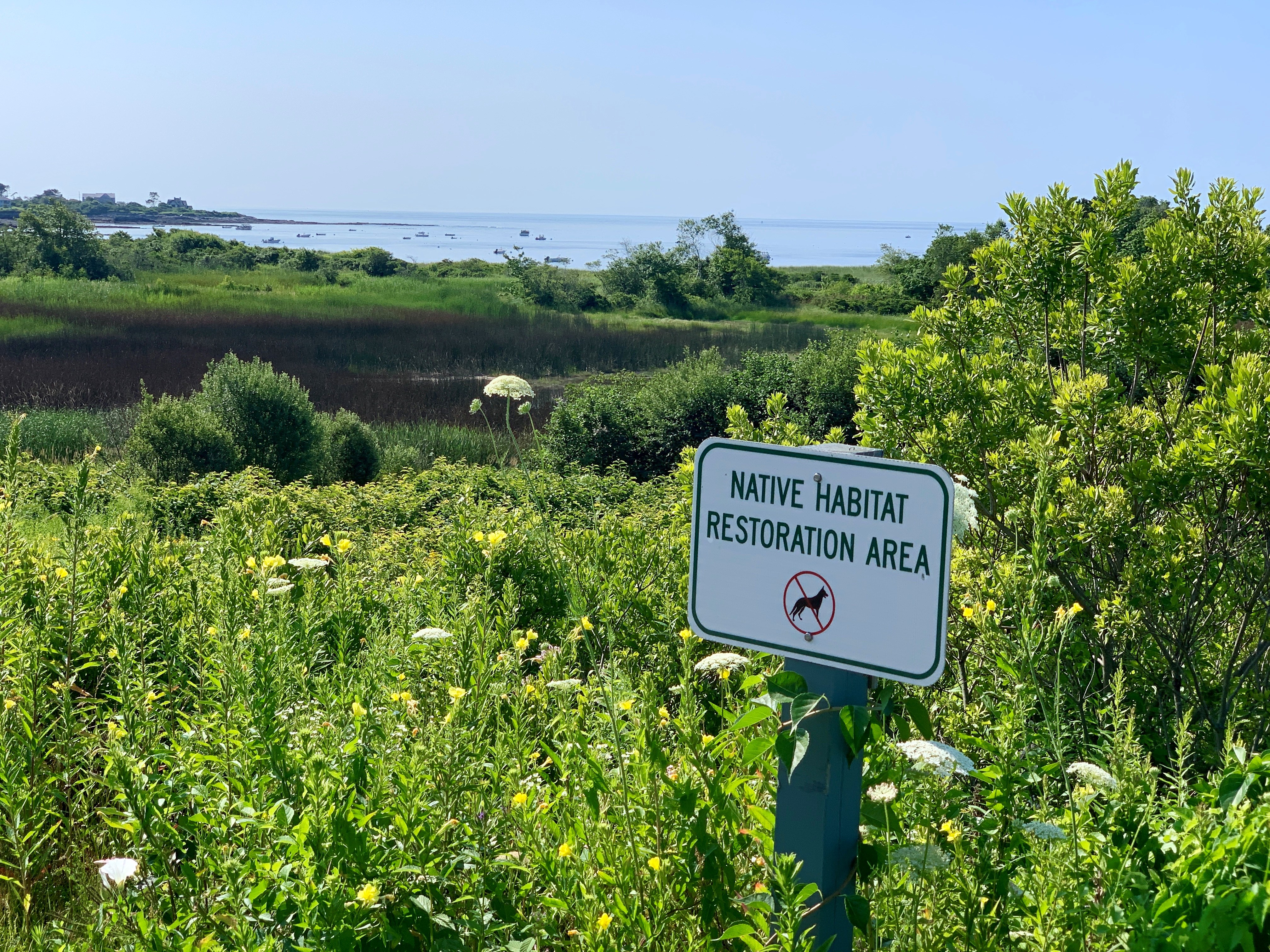 Habitat Restoration With Goats